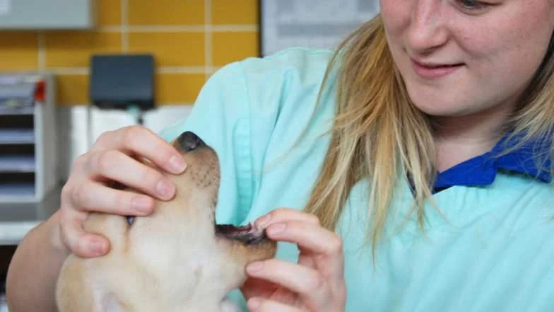 The Ultimate Guide to Veterinary Advice