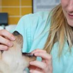 The Ultimate Guide to Veterinary Advice