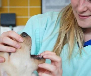 The Ultimate Guide to Veterinary Advice