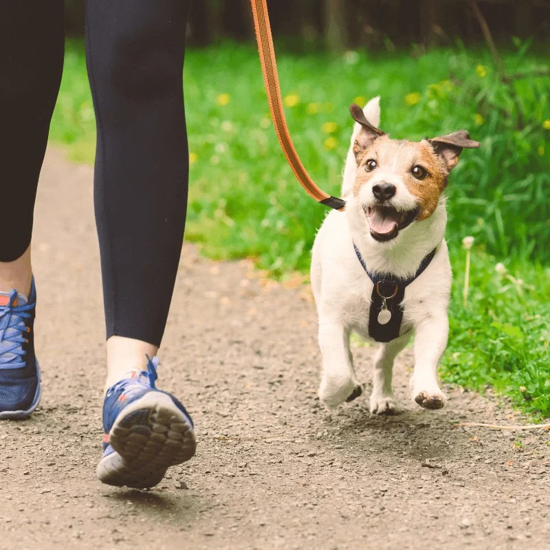 What Every Pet Owner Should Know About Pet Fitness: A Complete Guide