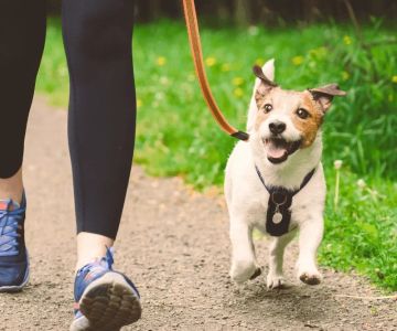 What Every Pet Owner Should Know About Pet Fitness: A Complete Guide