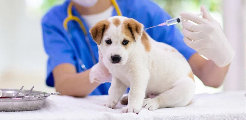 The Complete Vaccination Schedule for Puppies and Kittens in the USA