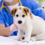 The Complete Vaccination Schedule for Puppies and Kittens in the USA