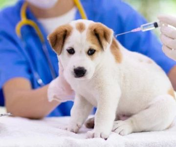 The Complete Vaccination Schedule for Puppies and Kittens in the USA