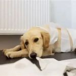 Top 12 Tips for Pet Diseases