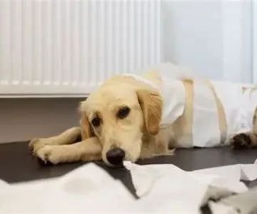 Top 12 Tips for Pet Diseases