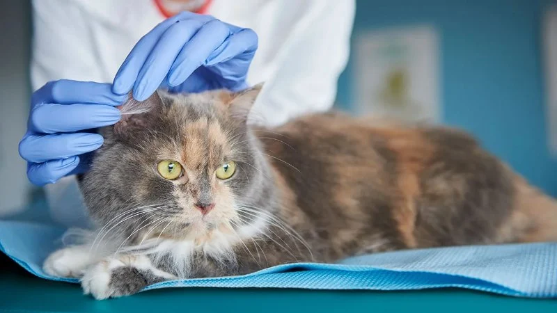 Parasite Prevention: What Vets Want You to Know for Your Pet's Health