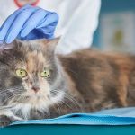 Parasite Prevention: What Vets Want You to Know for Your Pet's Health