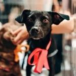What Every Pet Owner Should Know About Pet Fitness: A Complete Guide