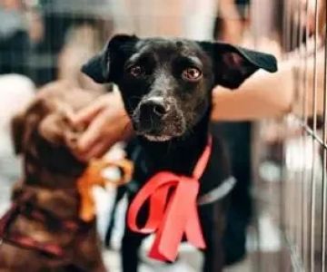 What Every Pet Owner Should Know About Pet Fitness: A Complete Guide