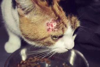 How to Recognize and Treat Skin Allergies in Cats