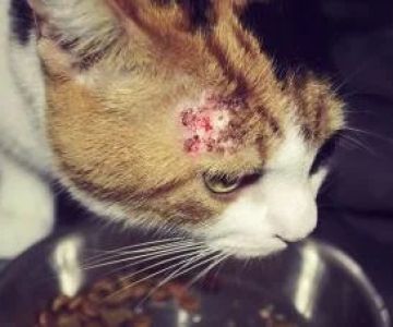 How to Recognize and Treat Skin Allergies in Cats