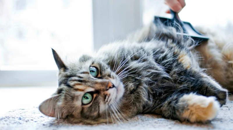Tips for Preventing Hairballs in Long-Haired Cats