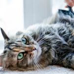 Tips for Preventing Hairballs in Long-Haired Cats