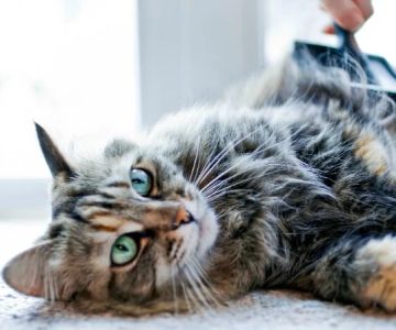 Tips for Preventing Hairballs in Long-Haired Cats