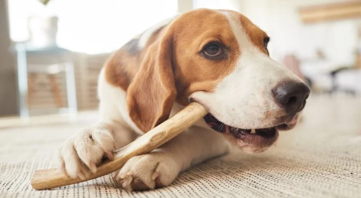 The Importance of Dental Chews for Cats and Dogs: Keeping Pets’ Teeth Healthy