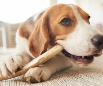 The Importance of Dental Chews for Cats and Dogs: Keeping Pets’ Teeth Healthy