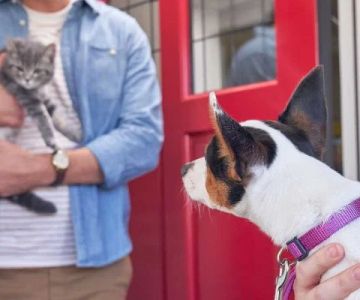 How to Improve Your Pet’s Adoption Experience with Confidence and Care