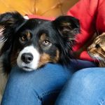 Travel Tips for Pets: Keeping Dogs and Cats Comfortable