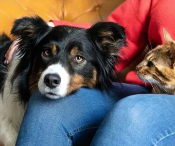 Travel Tips for Pets: Keeping Dogs and Cats Comfortable