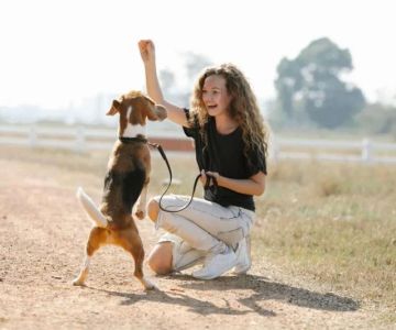 How to Teach Your Dog Basic Commands Quickly | Training Tips for Success