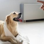 Best Practices for Potty Training Your Puppy Successfully