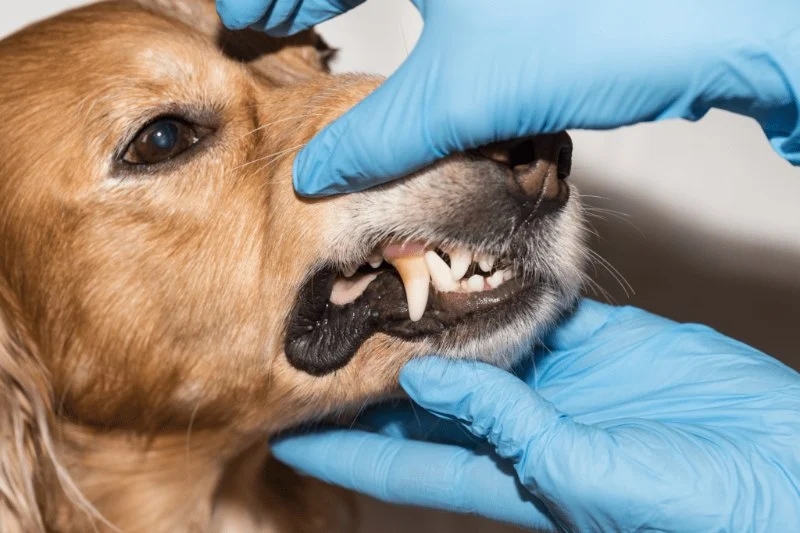 Common Mistakes in Pet Dental Care and How to Avoid Them