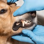 Common Mistakes in Pet Dental Care and How to Avoid Them