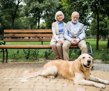 Pet Aging: What Vets Want You to Know About Caring for Older Pets