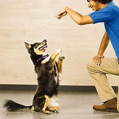 Beginner's Guide to Pet Training: Effective Tips for Happy Pets