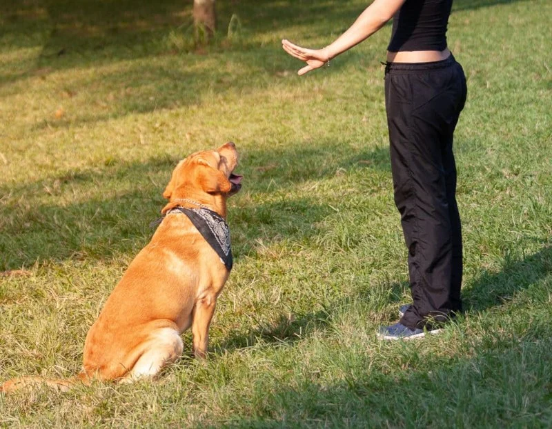 What Every Pet Owner Should Know About Pet Safety: Essential Tips for Protecting Your Furry Friends