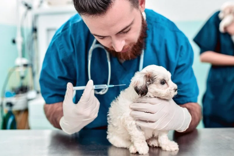 Common Mistakes in Pet Vaccination and How to Avoid Them