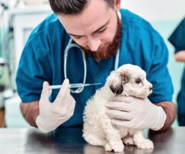 Common Mistakes in Pet Vaccination and How to Avoid Them