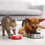 Veterinary Advice for Pet Owners – Key Tips to Keep Your Pet Healthy