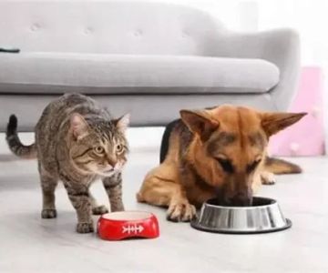 Veterinary Advice for Pet Owners – Key Tips to Keep Your Pet Healthy