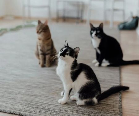 Tips for Keeping Indoor Cats Happy and Stimulated