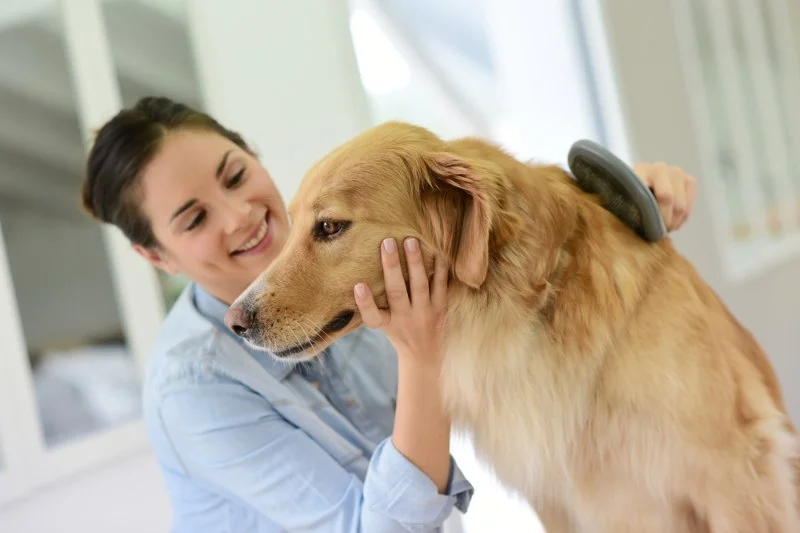 Understanding and Managing Urinary Issues in Dogs | Expert Care Tips