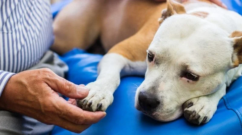 Recognizing Signs of Pain in Dogs Without Obvious Injury