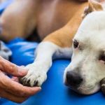 Recognizing Signs of Pain in Dogs Without Obvious Injury