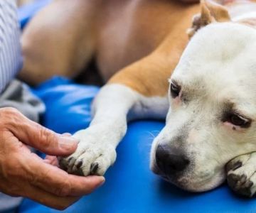 Recognizing Signs of Pain in Dogs Without Obvious Injury