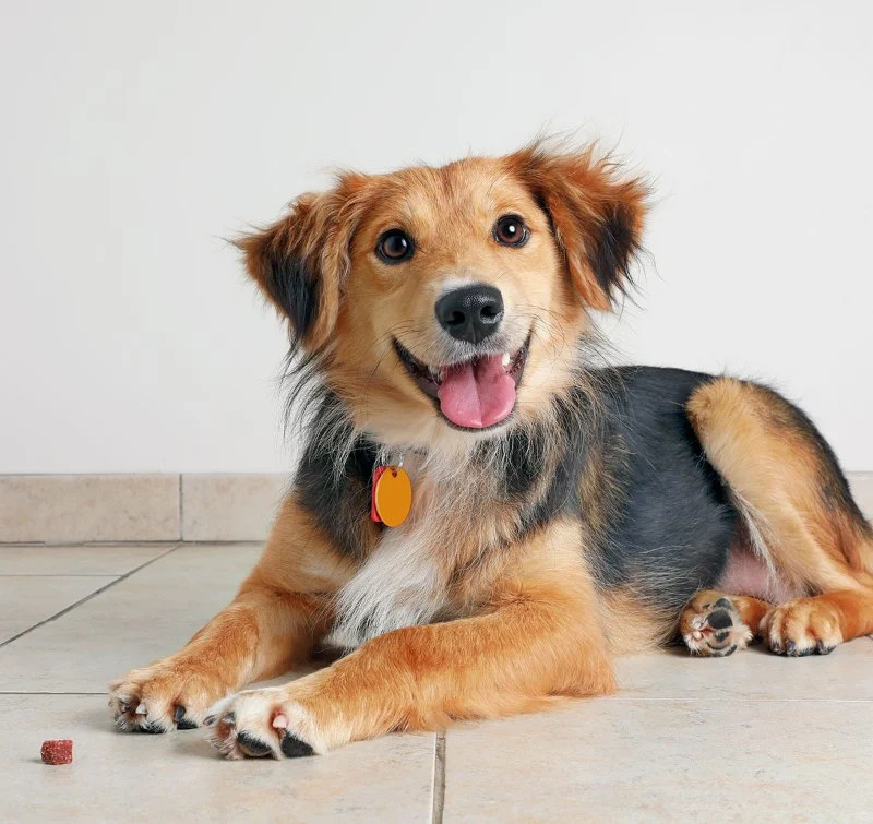 How to Make Your Home Safe for Senior Pets: Practical Tips and Advice