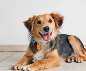 How to Make Your Home Safe for Senior Pets: Practical Tips and Advice