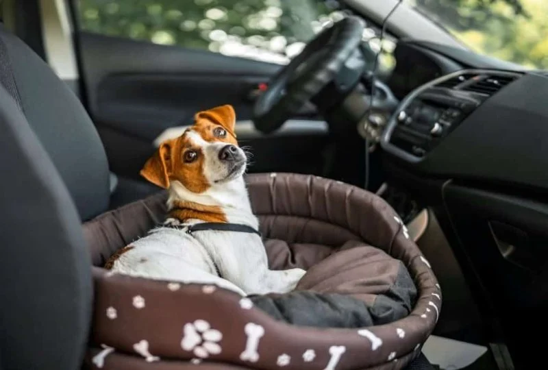 How to Reduce Anxiety in Dogs During Car Rides