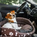 How to Reduce Anxiety in Dogs During Car Rides