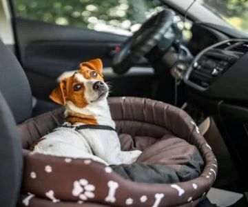 How to Reduce Anxiety in Dogs During Car Rides