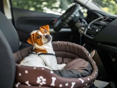 How to Reduce Anxiety in Dogs During Car Rides