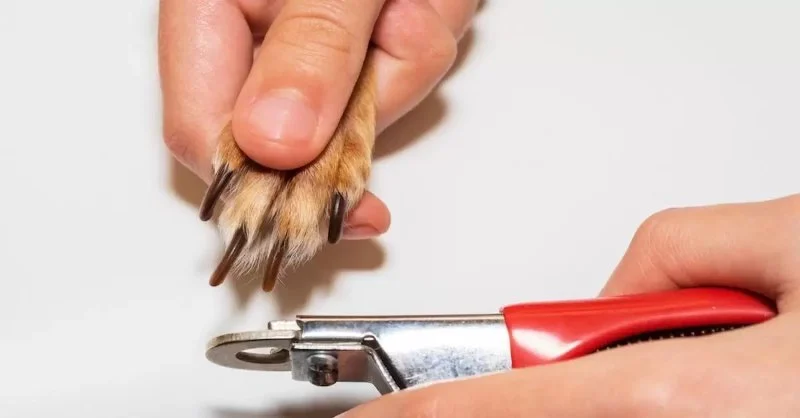 How to Safely Trim Your Dog’s Nails at Home: A Step-by-Step Guide