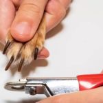 How to Safely Trim Your Dog’s Nails at Home: A Step-by-Step Guide