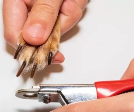How to Safely Trim Your Dog’s Nails at Home: A Step-by-Step Guide