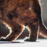 Common Signs of Arthritis in Senior Cats: What to Look For and How to Help